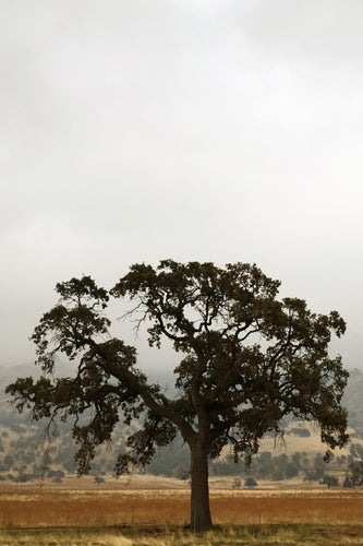 Oak in Fog