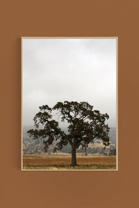 Oak in Fog