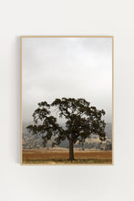 Load image into Gallery viewer, Oak in Fog