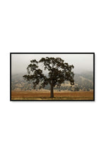 Load image into Gallery viewer, Oak in Fog Frame TV Art