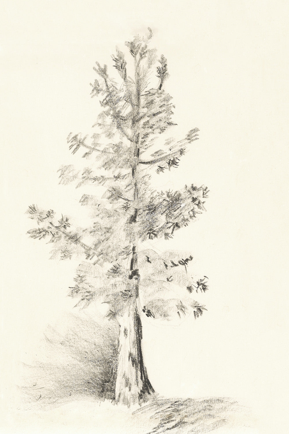 Tree Sketch