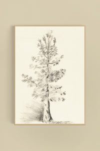 Tree Sketch