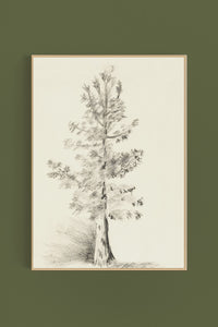 Tree Sketch